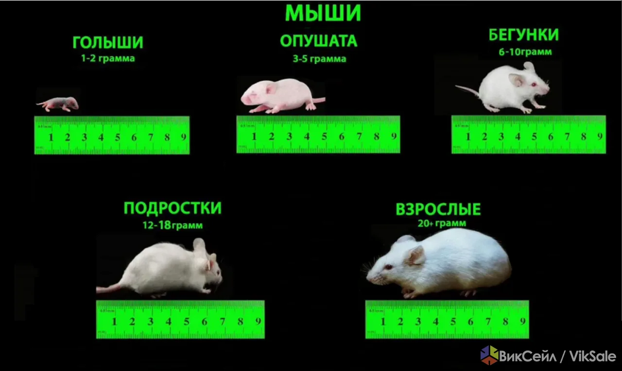 Мышки / Мыши кормовые